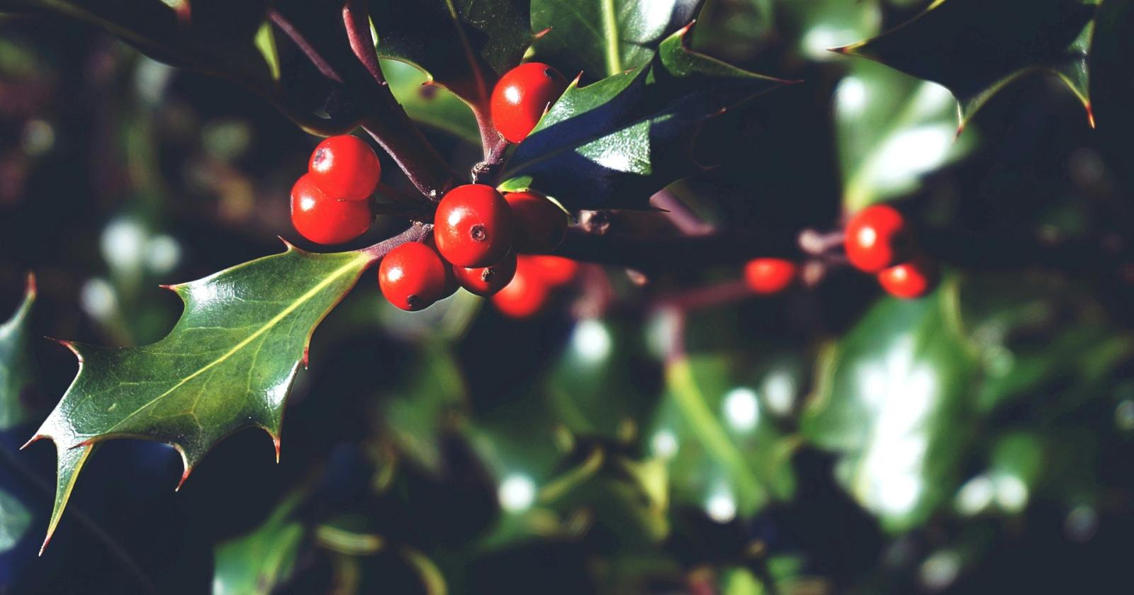 Agrifoglio, la pianta che porta fortuna