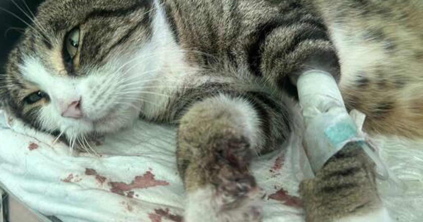 Gattina rapita e seviziata: resta solo l'eutanasia