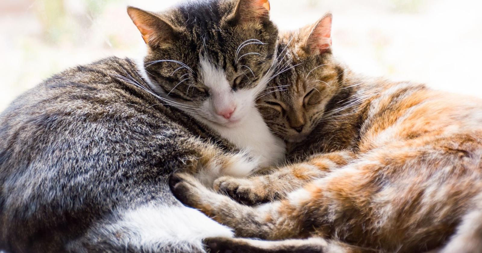 Arriva l'attesa fiera a quattro zampe