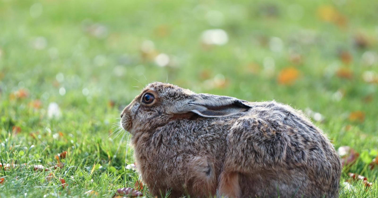 Fauna selvatica, nasce un nuovo centro di recupero a Verona