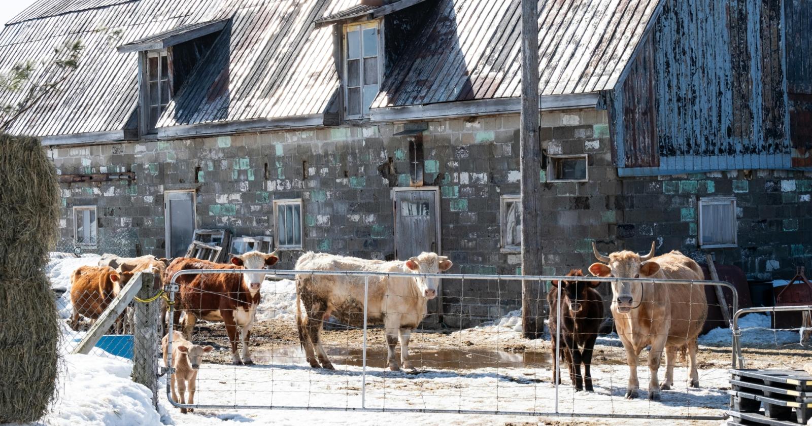 Freddo polare: benefici per i campi, allarme per animali e allevamenti