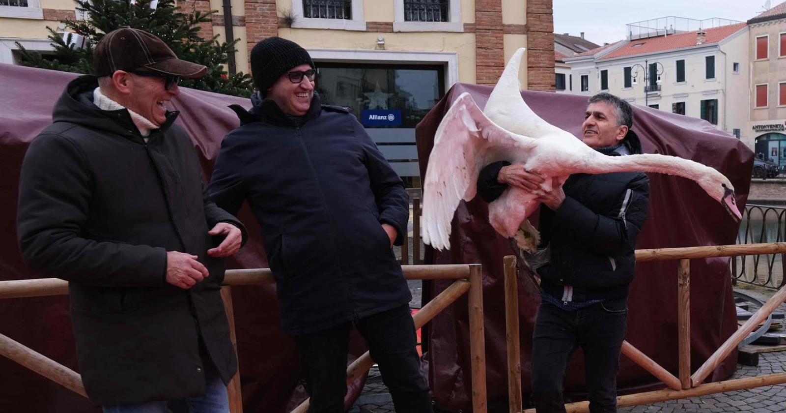 Il cigno torna libero