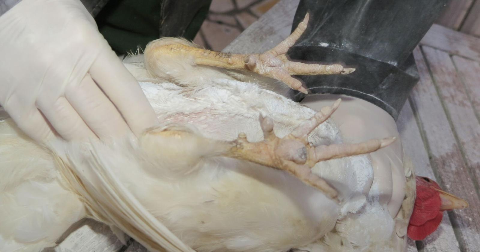 Aviaria, prossima pandemia?