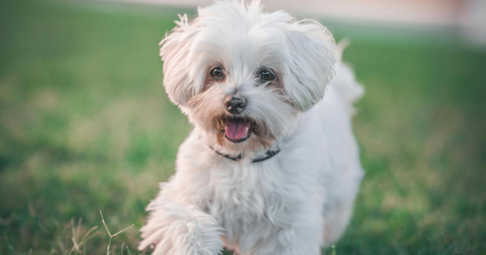 Imparano ascoltando: la scoperta