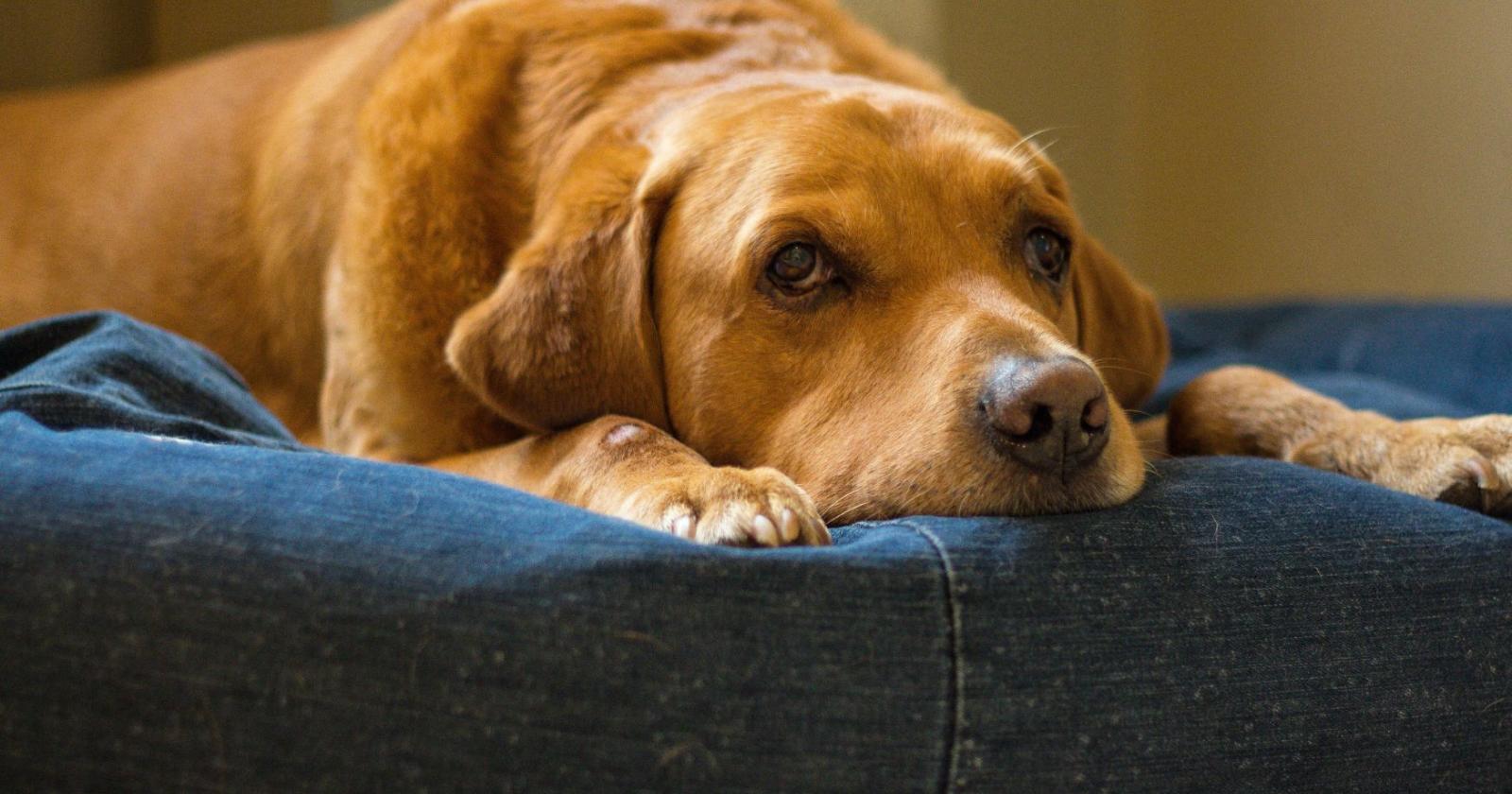 Aggiungi un nonno a tavola, un impegno che continua