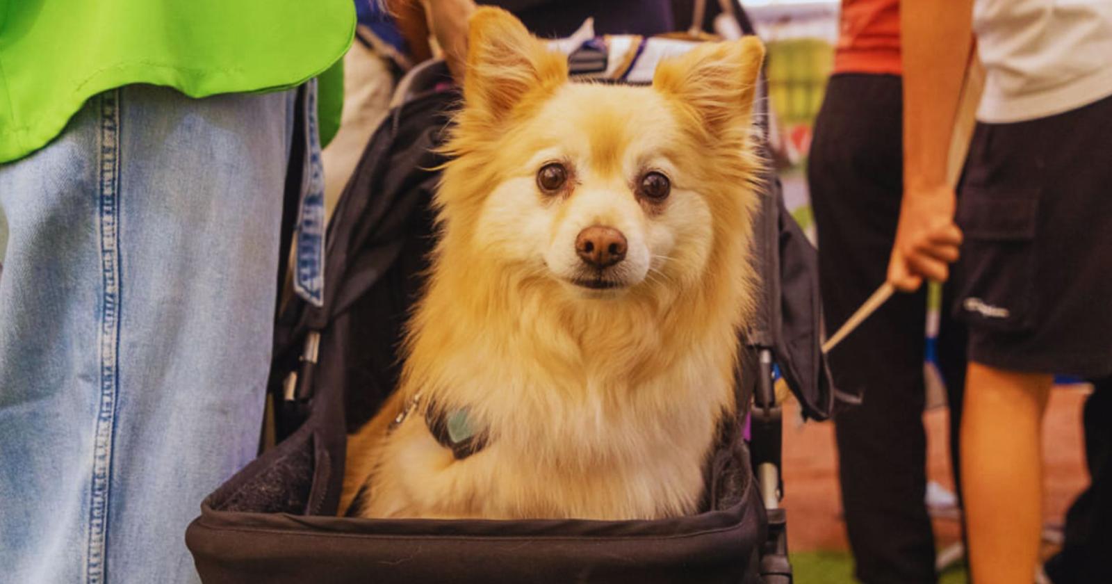 Torna Quattrozampeinfiera 