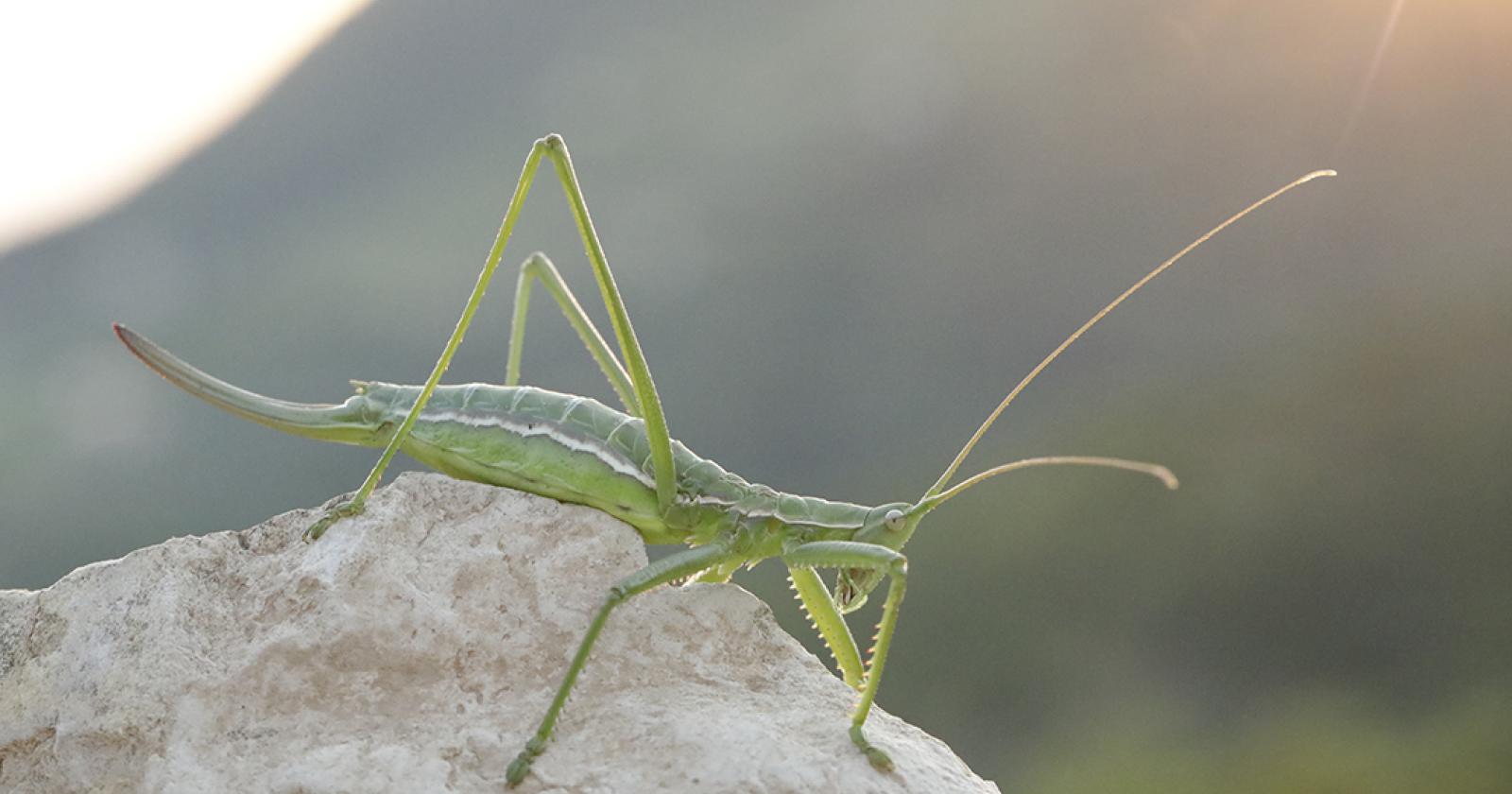 Le cavallette giganti avvistate sui Colli