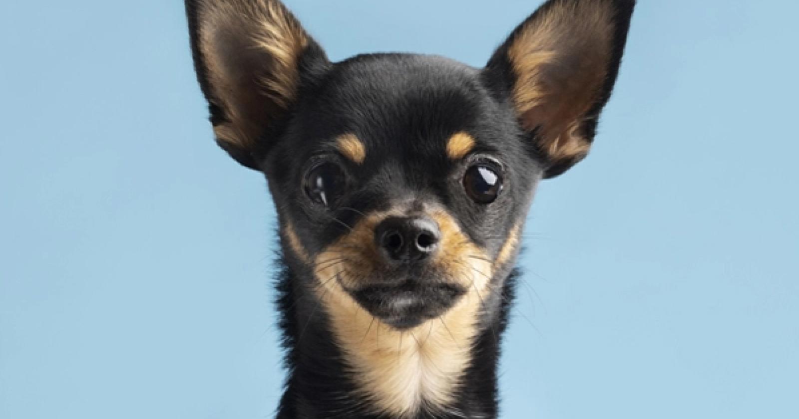 Cagnolina in overdose da hashish