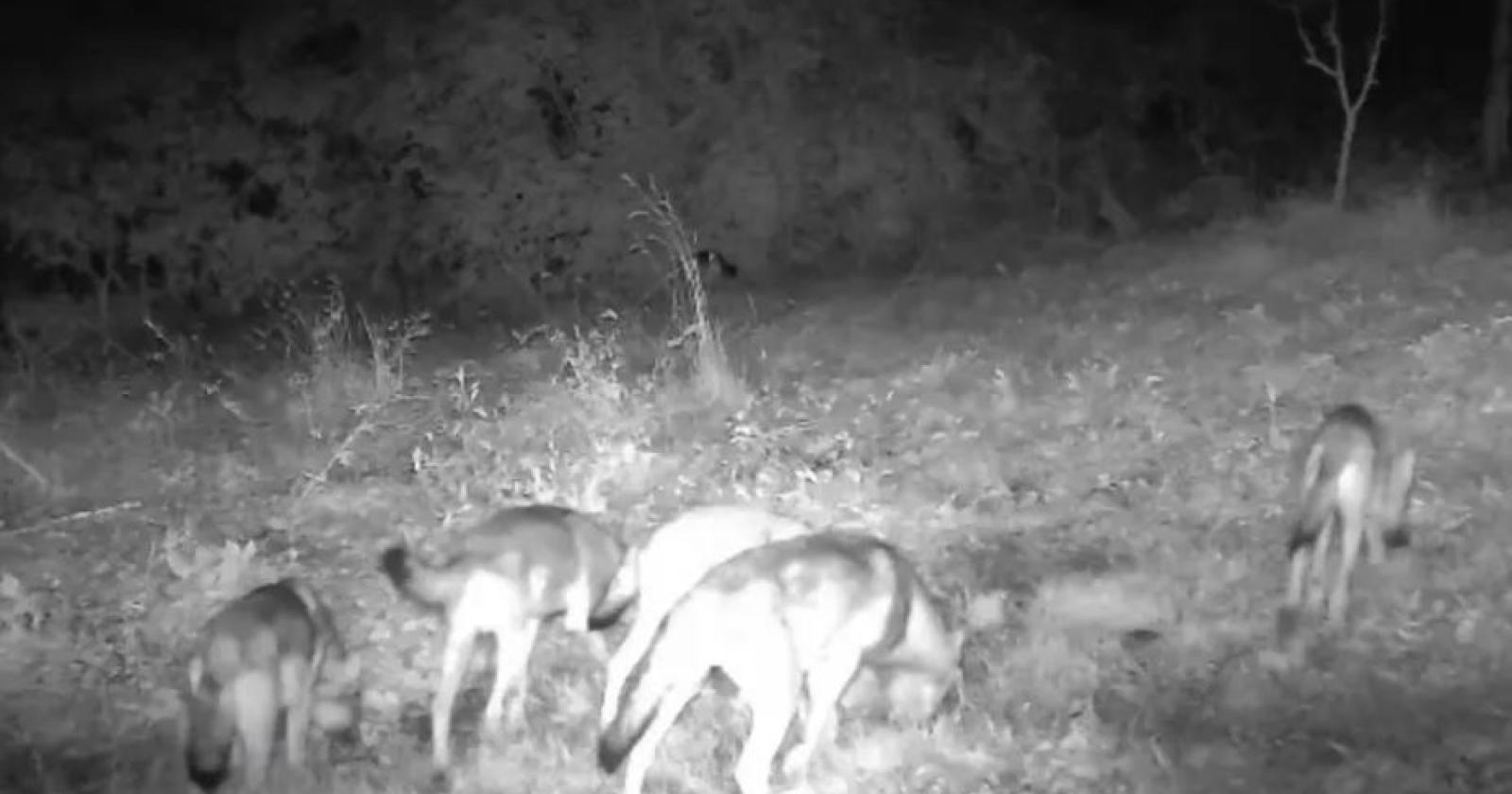 Lupi sui colli, monitoraggio costante