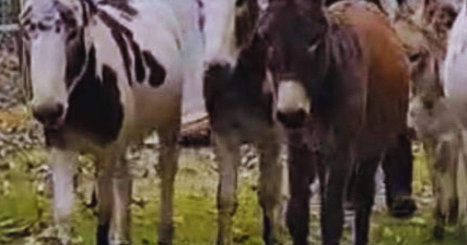 Asinelli salvati dal macello