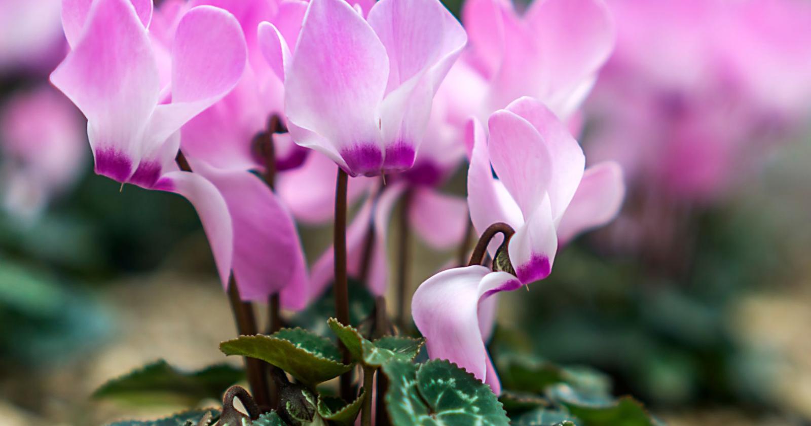 Ciclamino, il segreto per una fioritura senza pause