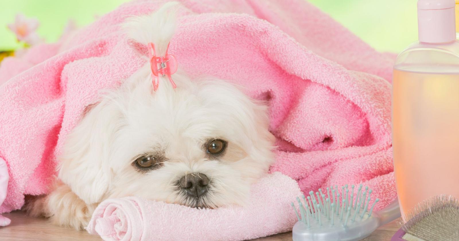 Torna Quattro zampe in fiera 