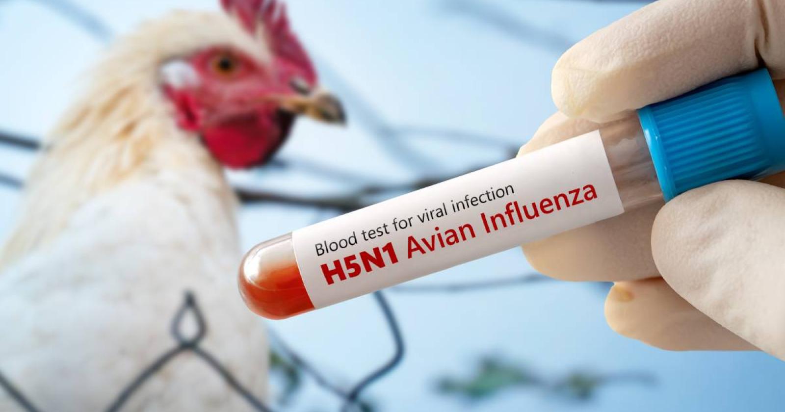 Influenza aviaria, arrivano gli indennizzi