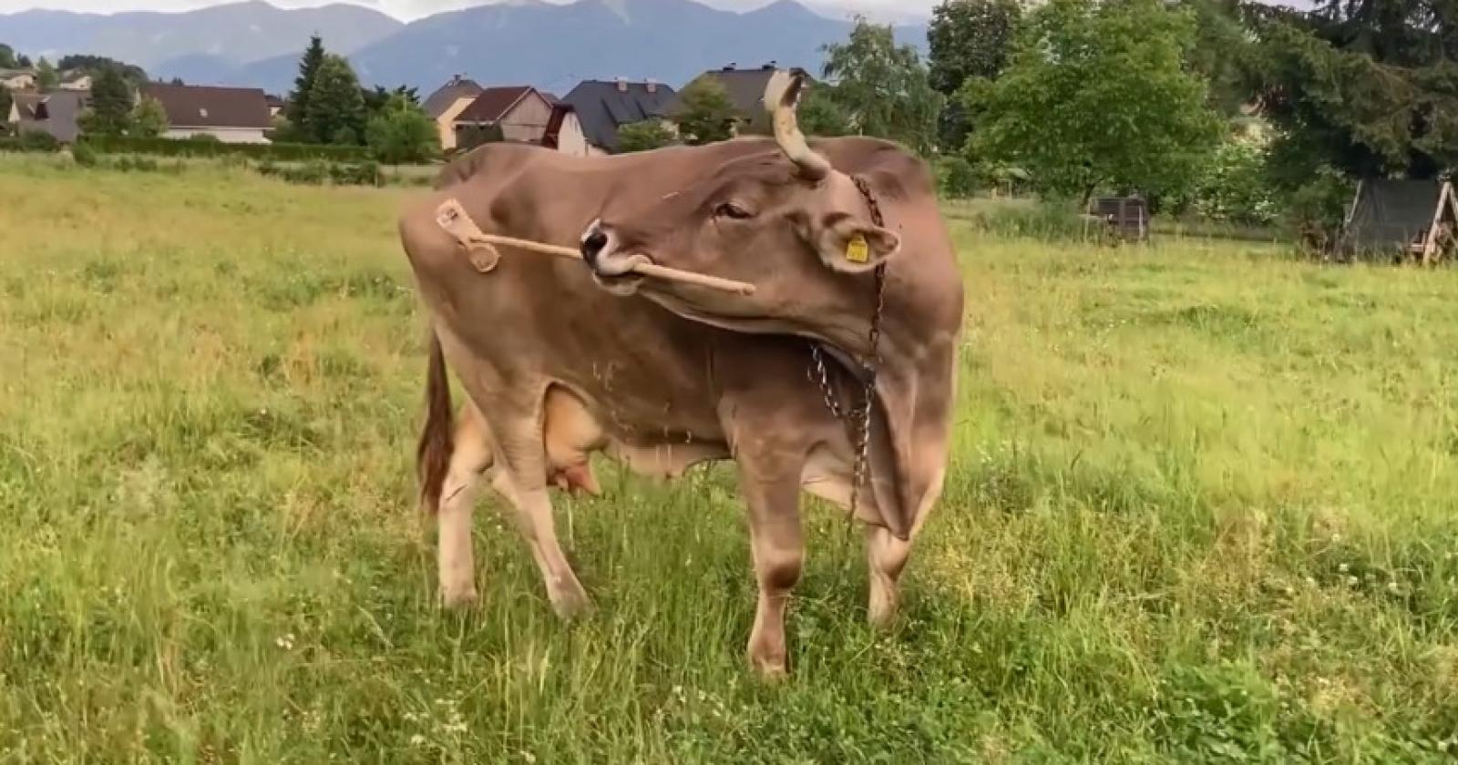 Veronika, la mucca che usa gli strumenti