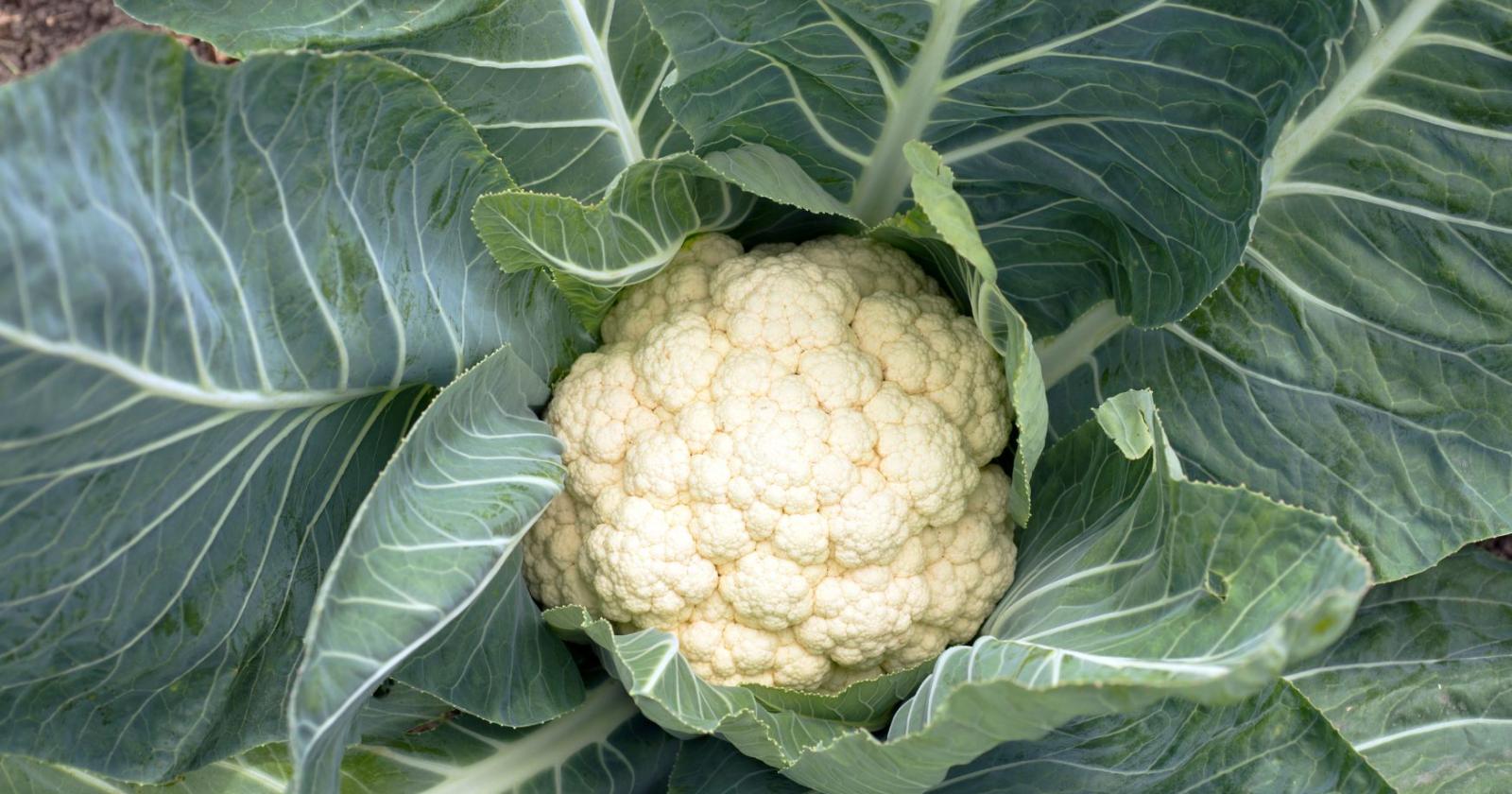 Il cavolfiore, tutti i segreti