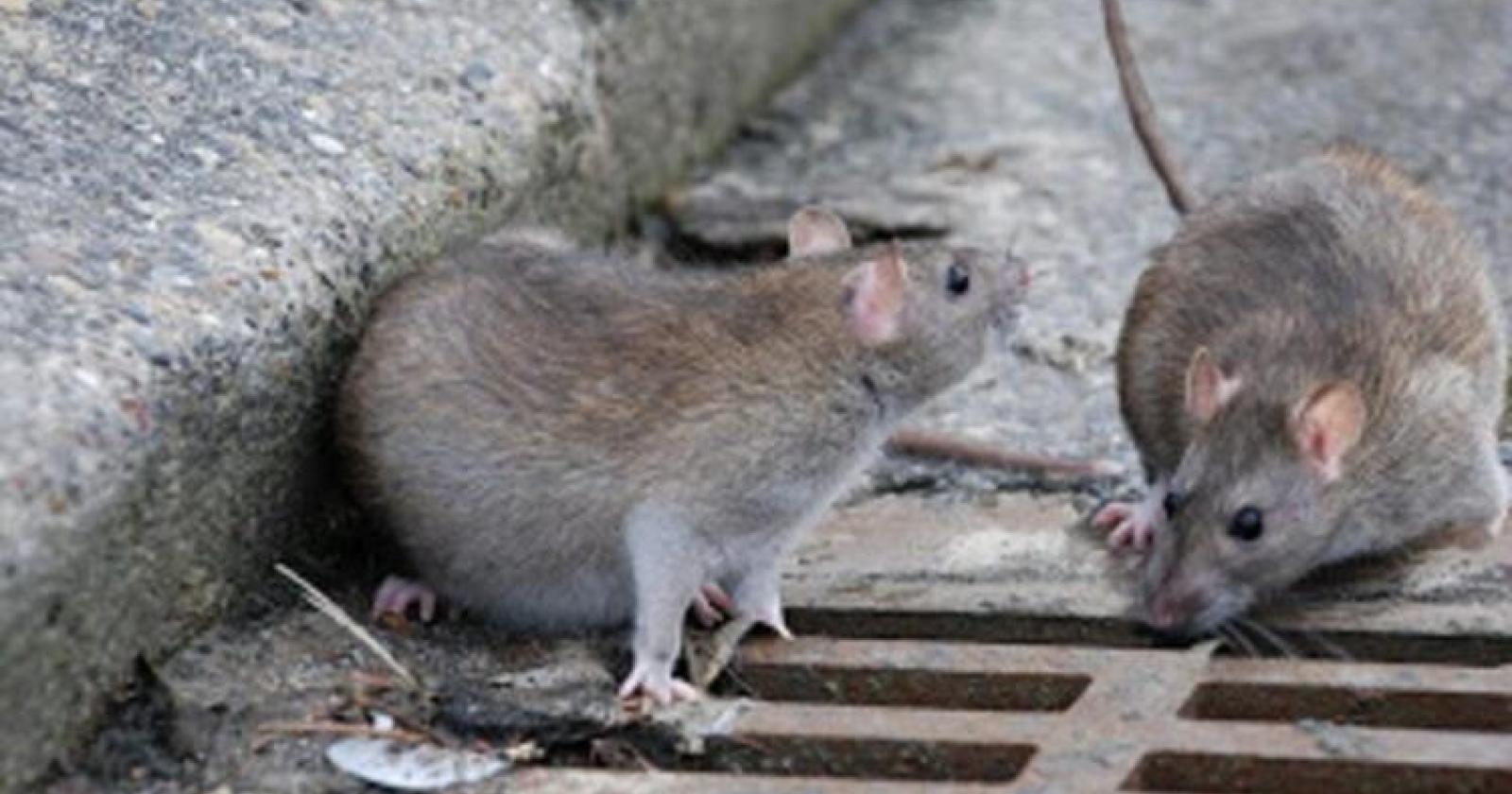 Riparte la derattizzazione, &ldquo;E verificheremo la pulizia&rdquo;