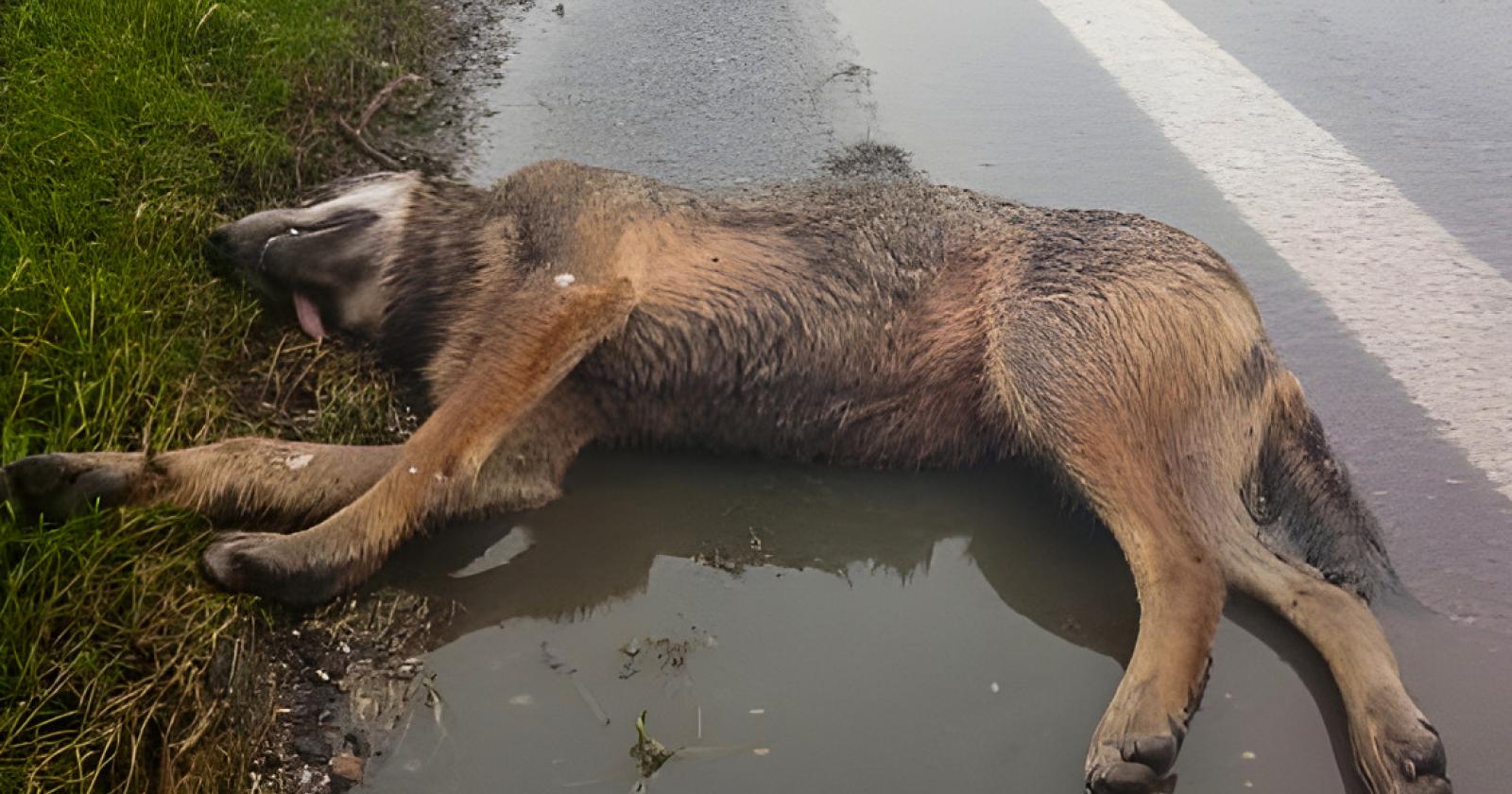 Lupo investito recuperato in Transpolesana