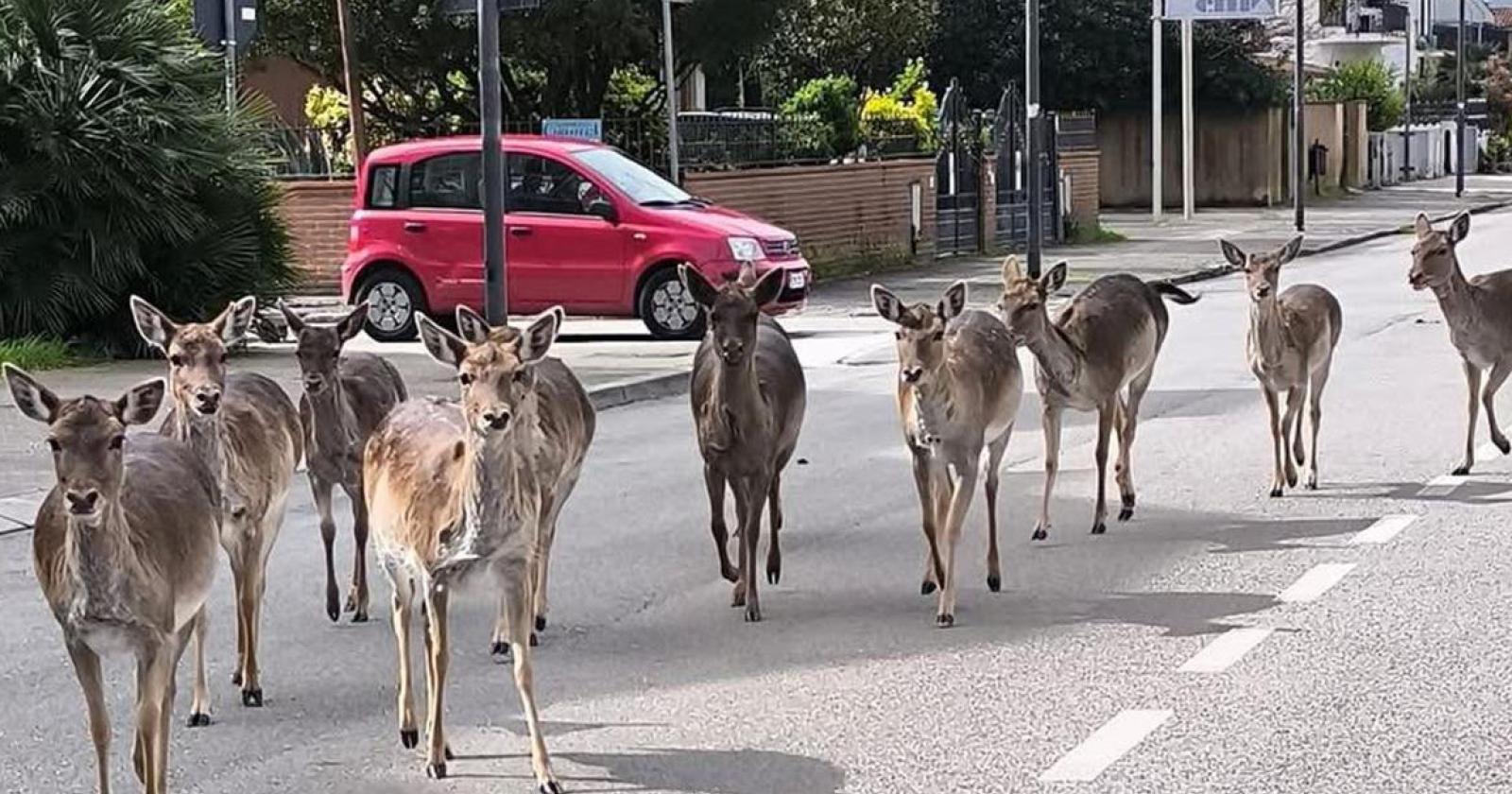 Troppi daini ai lidi, abbattimenti al via