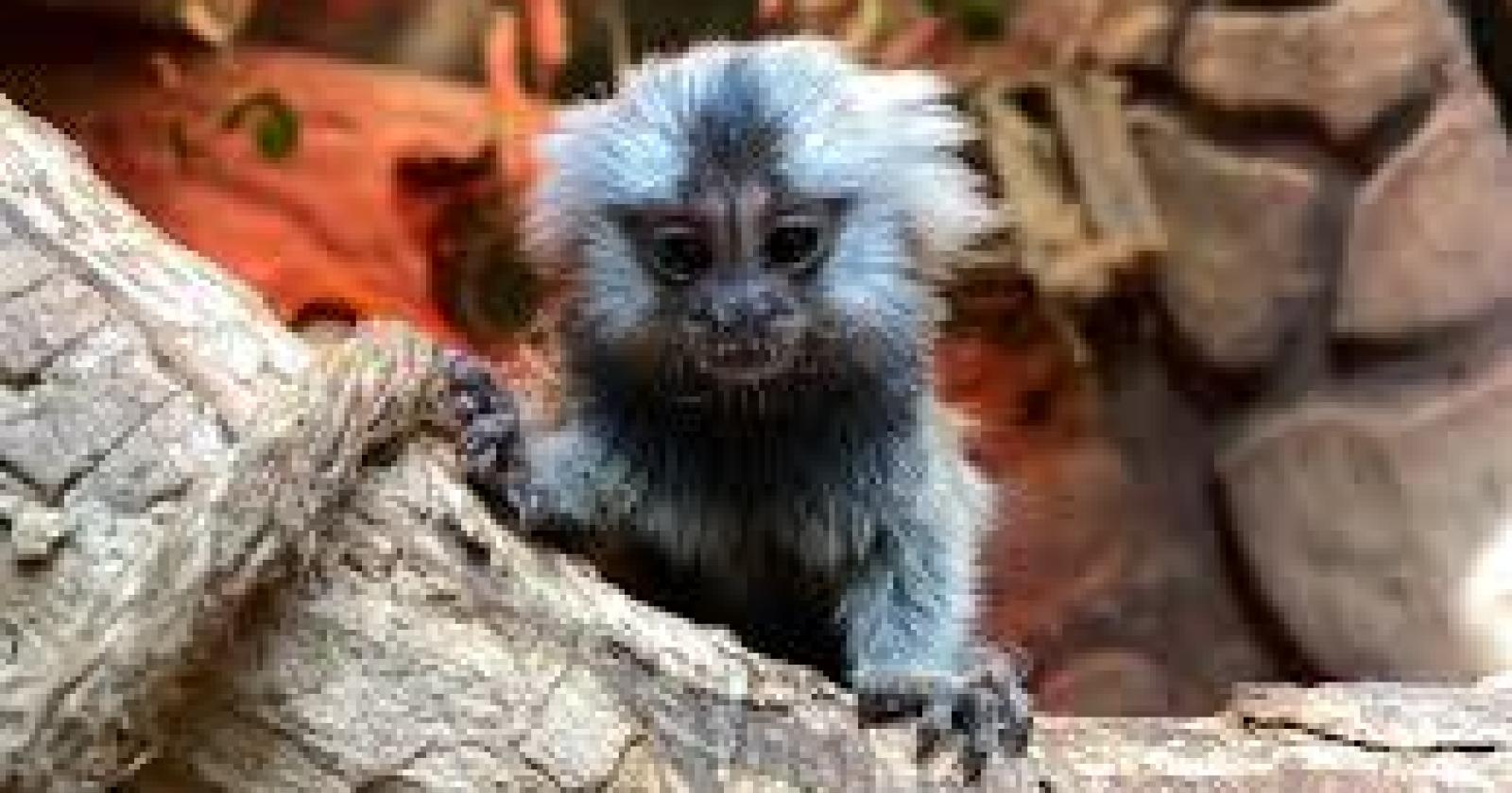 Fortunato resta al Natura Viva