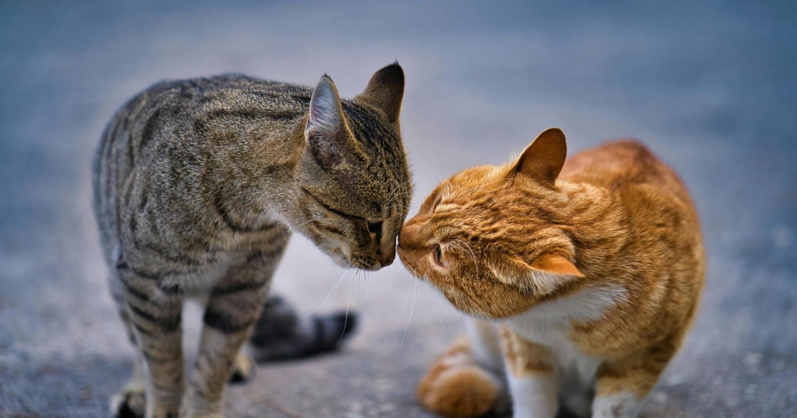 Casette dei gatti a Forte Marghera, ordine di demolizione