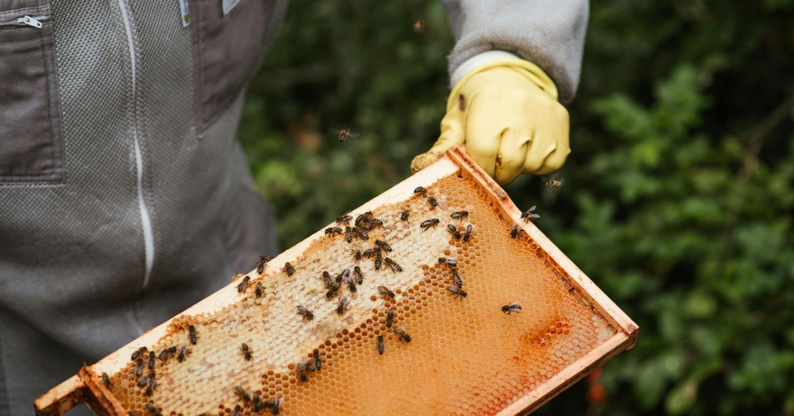 Giornata ecologica del Veneto: edizione speciale sulle api
