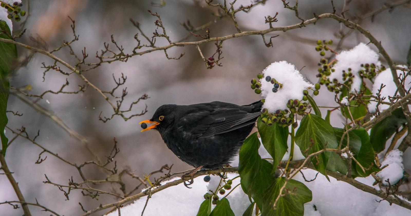 Giorni della Merla, ma senza gelo sul Veneto