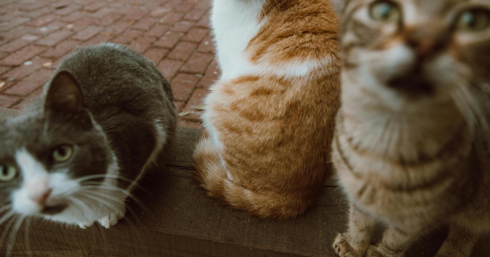 Una nuova casa per 20 gatti