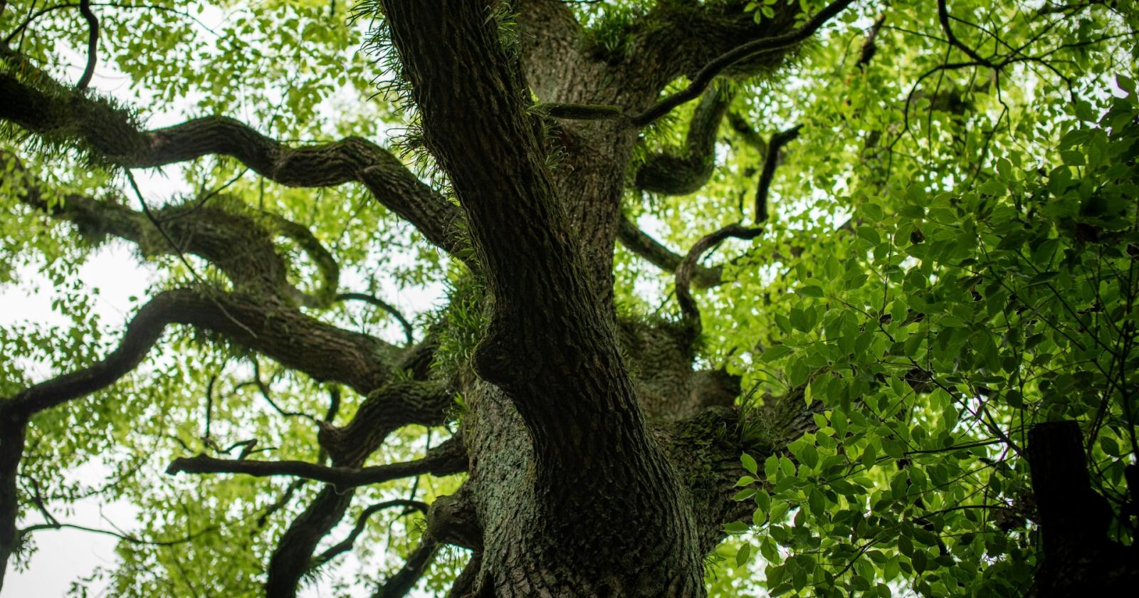 Insetti e tunnel segreti nel legno