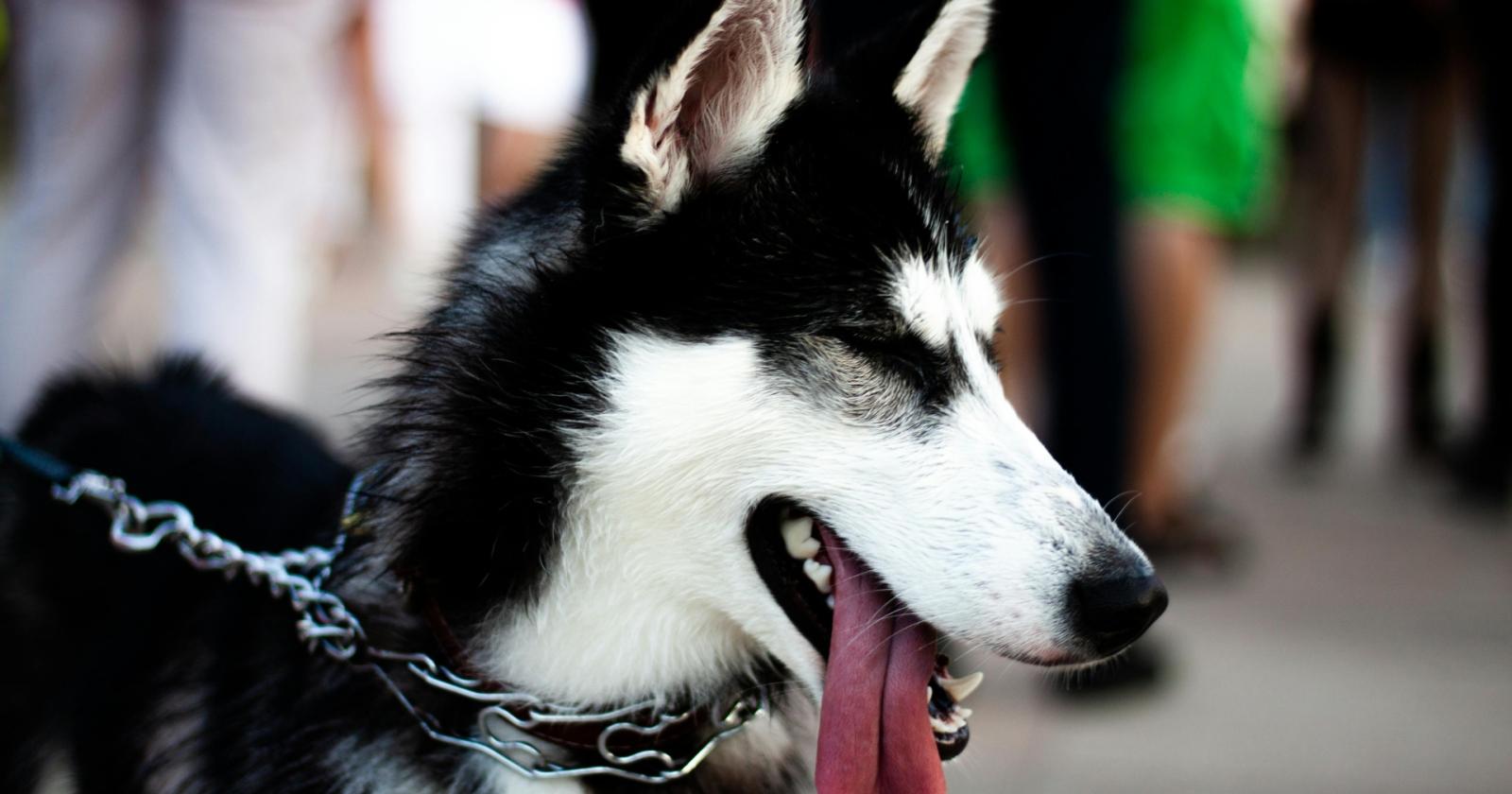 Dalla catena alla libert&agrave;: la nuova vita di Ronny