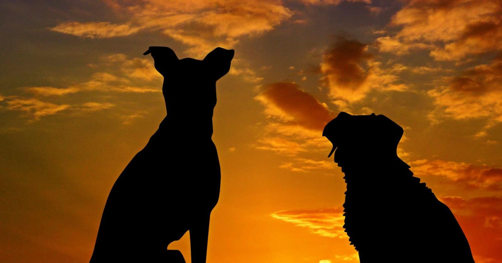 Bob, il cane che cambi&ograve; la legge