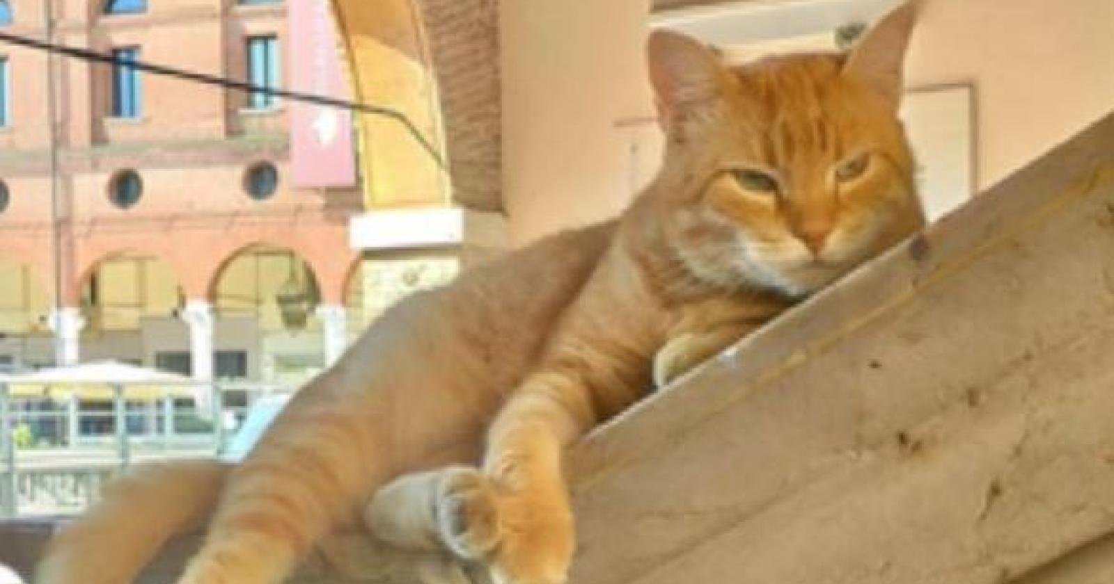 Dalla Bosnia alle nostre piazze: il micio ribelle divenuto star social