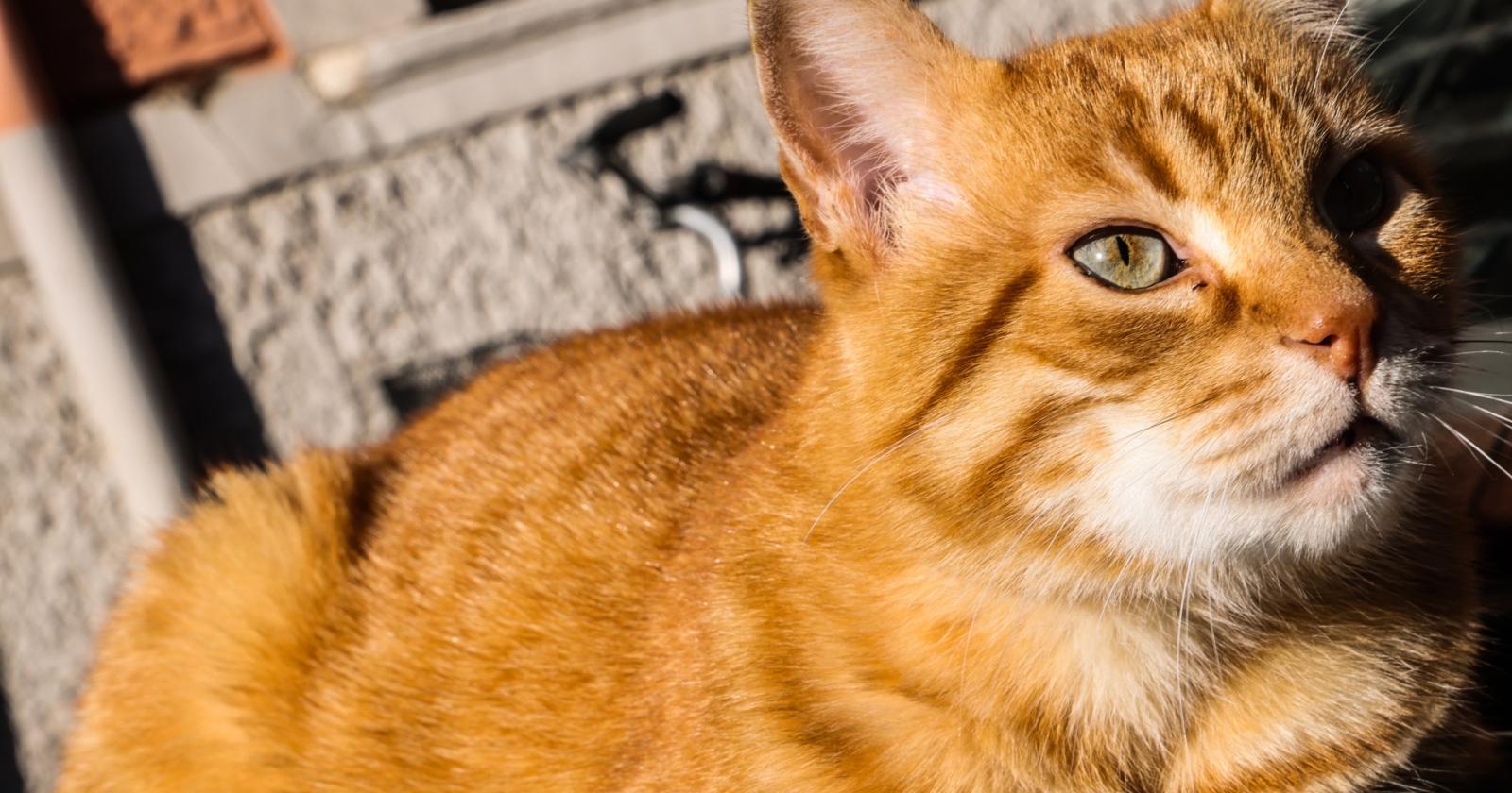 Il micione Rossini investito e ucciso