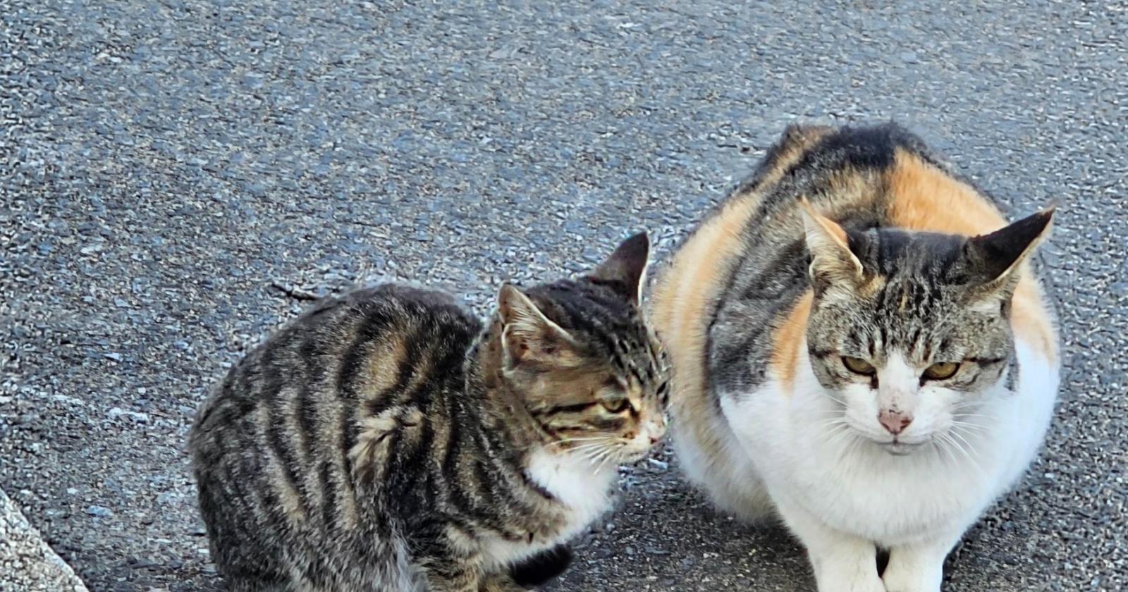 Animali soli dopo la morte degli anziani