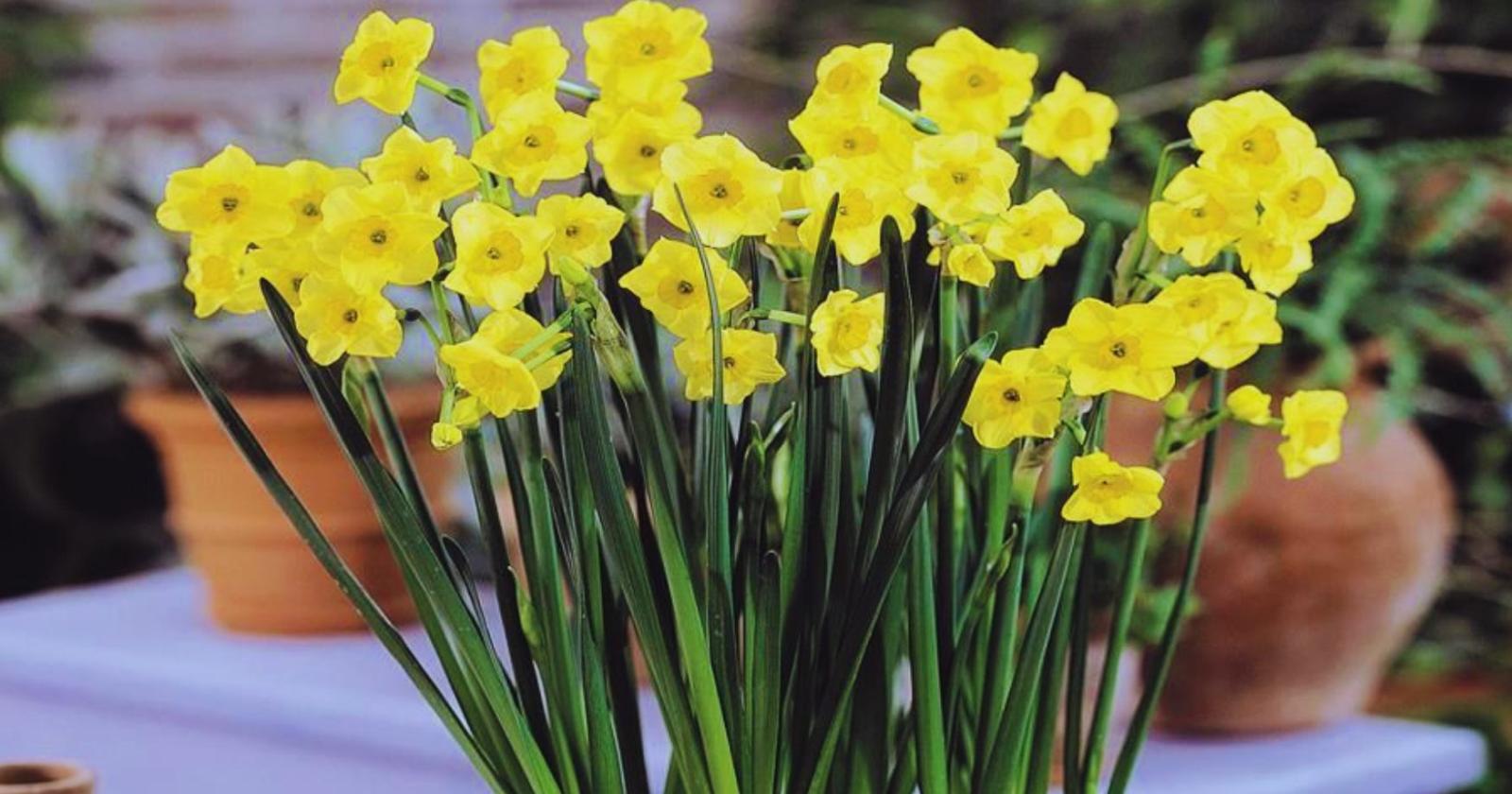 Balconi in fiore anche d&rsquo;inverno