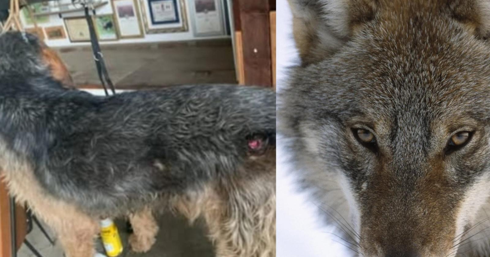 Segugi aggrediti e feriti da sette lupi 