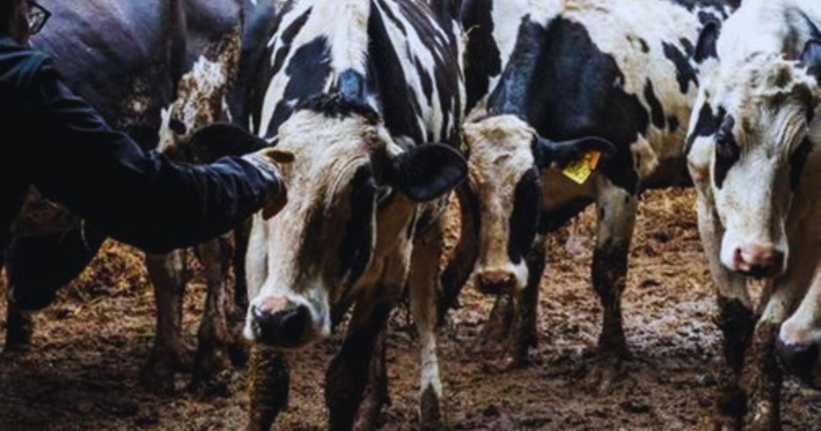 Mucche sequestrate a Lazise