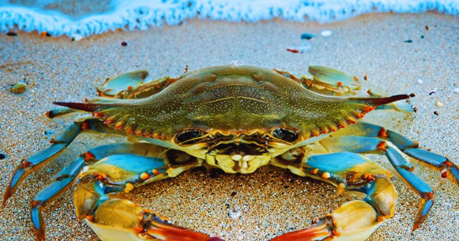 Allarme specie aliene sull&rsquo;Adriatico