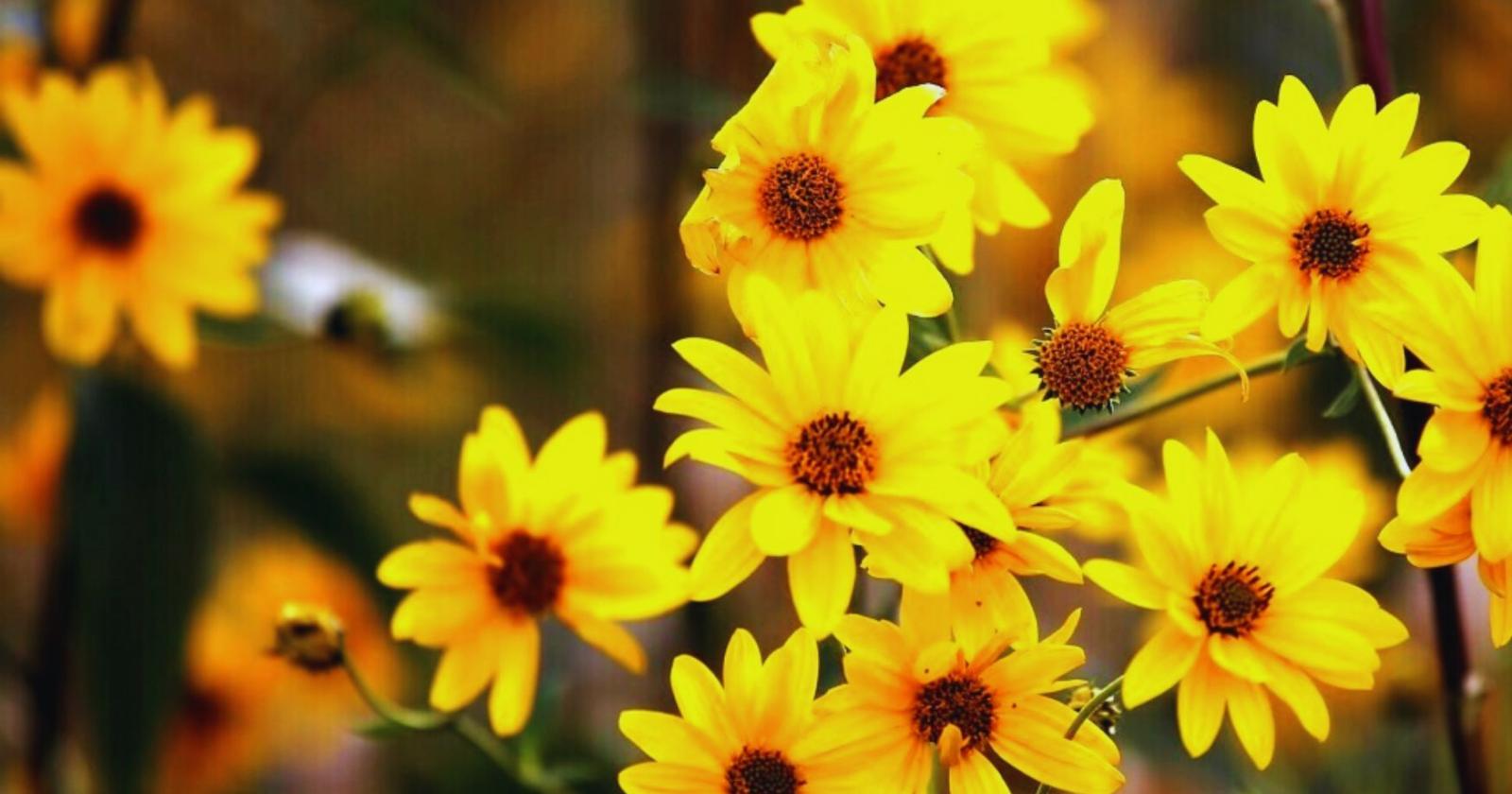 Arnica, il fiore che cura i traumi