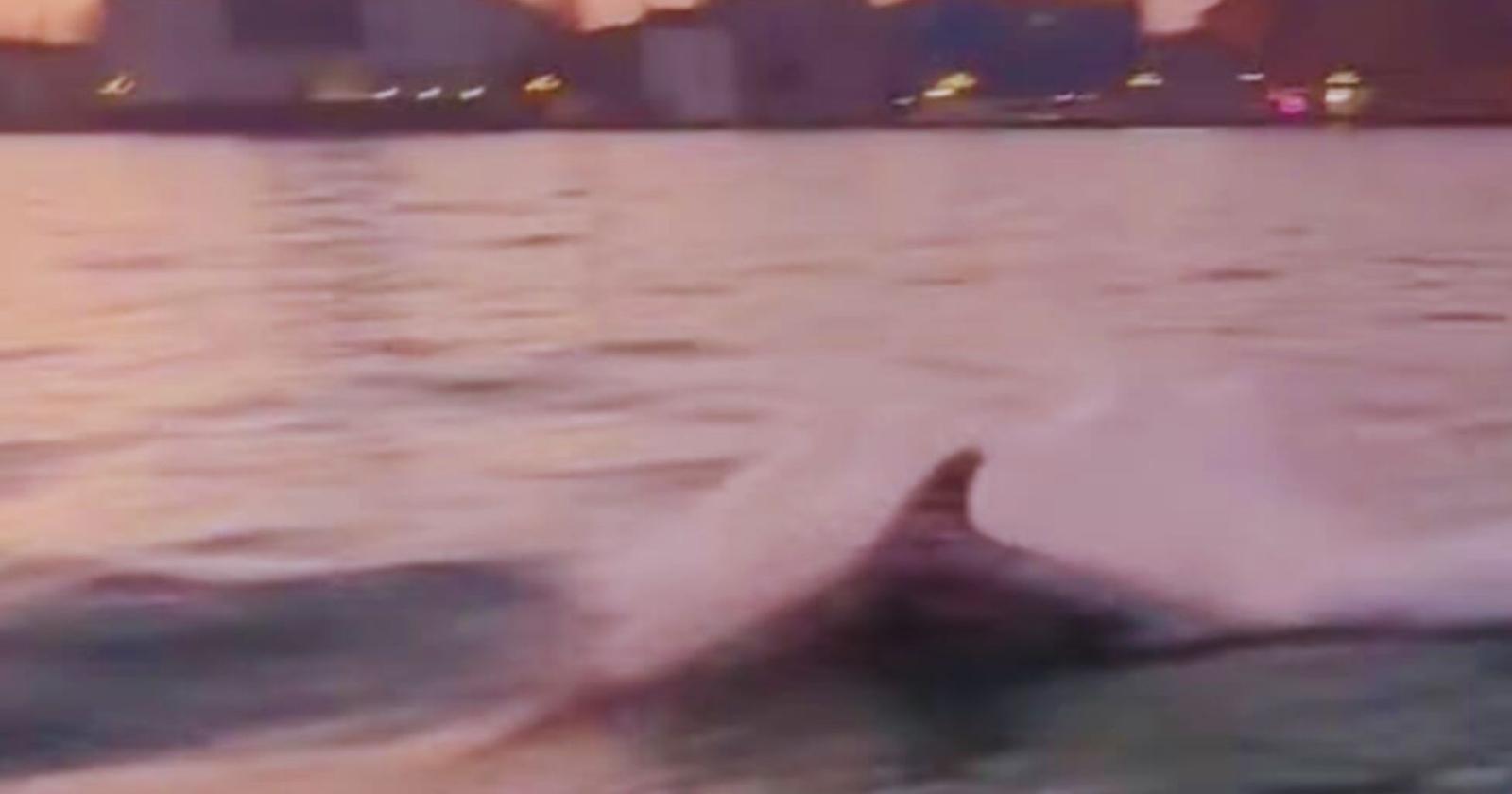 Il delfino saluta Venezia all&rsquo;alba