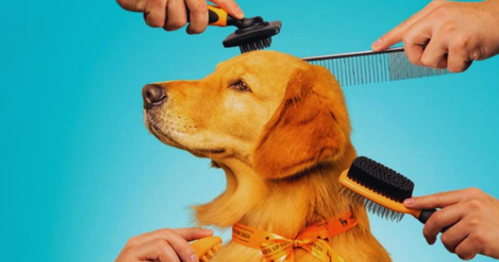 Pet economy, Padova sfonda quota 125 milioni