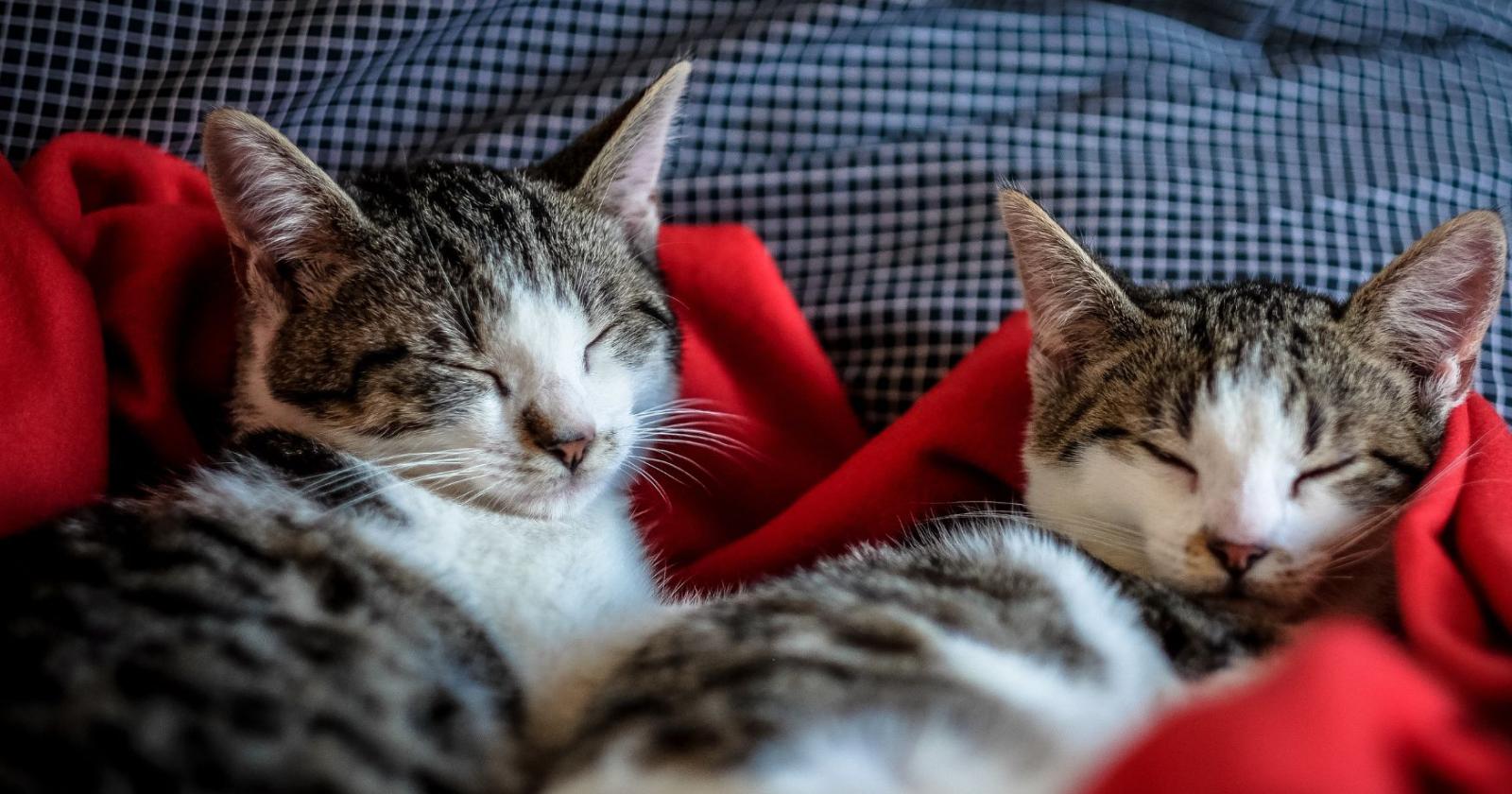 Orrore in via Mont&agrave;