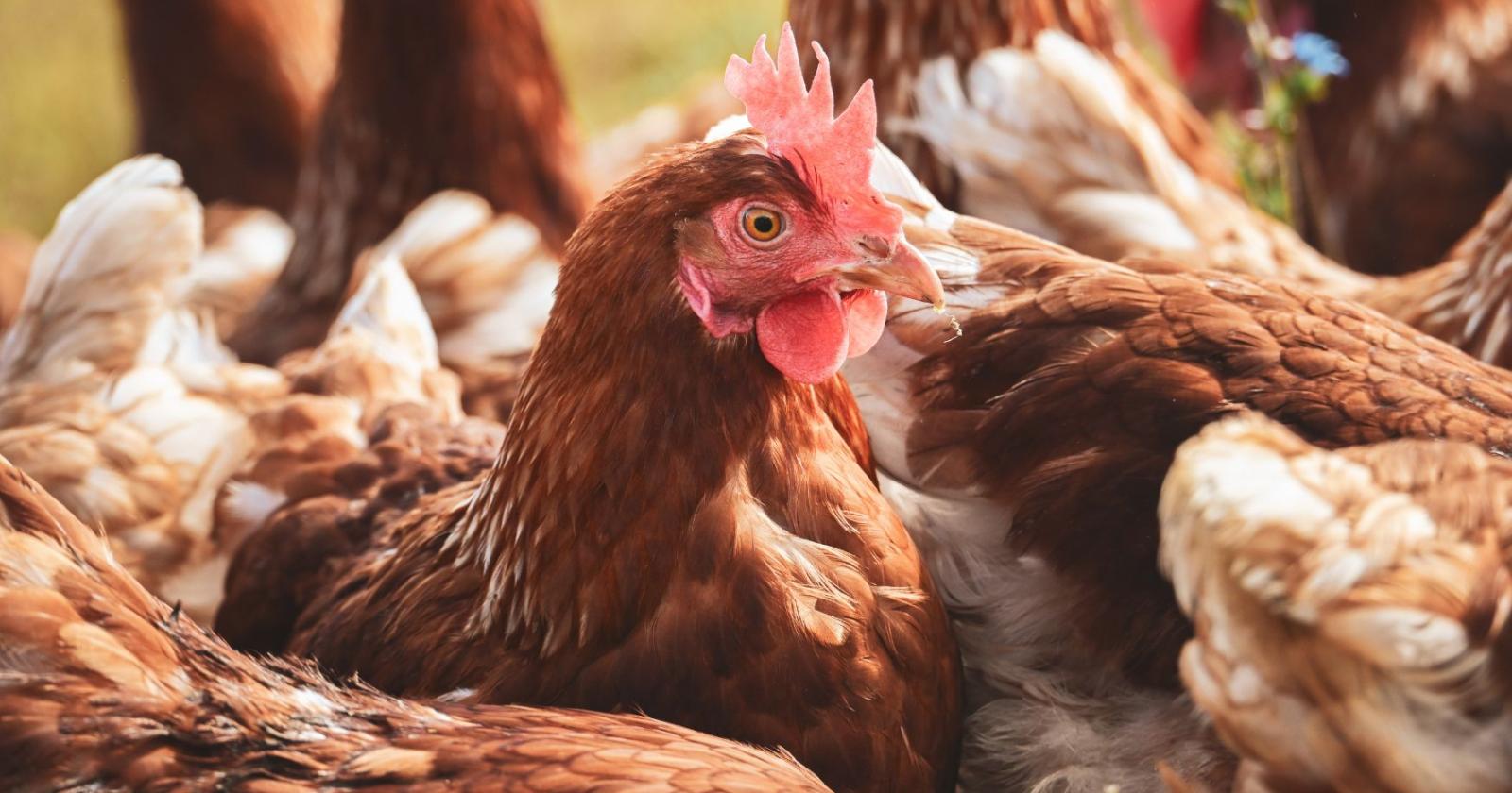 Allerta aviaria, rischio alto