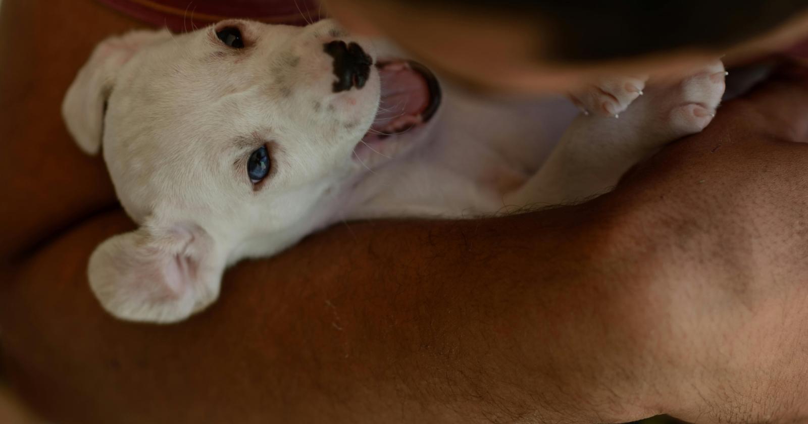 Traffico illecito di animali, scatta l&rsquo;allarme in Parlamento