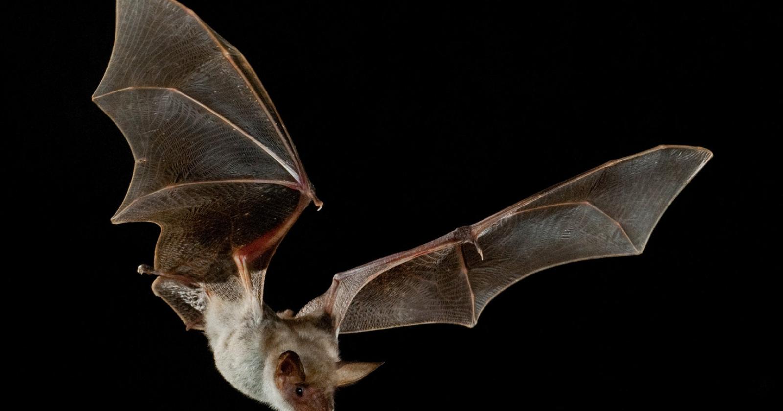 "Ci sono i pipistrelli": demolizione bloccata