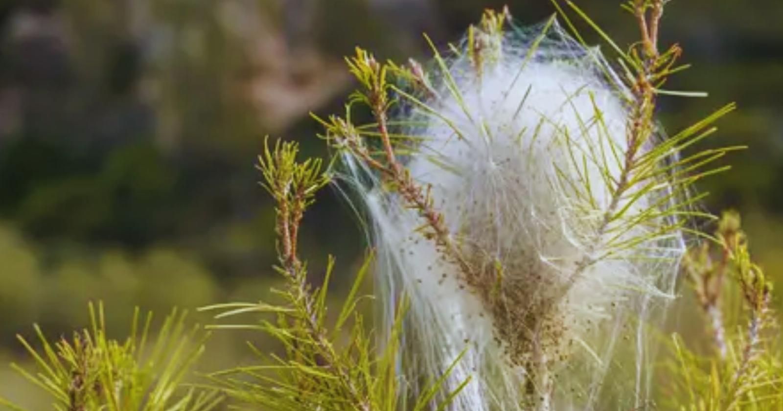 Allarme processionaria