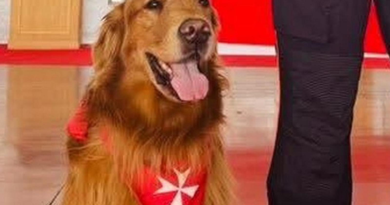 Addio Leo, dottore a quattro zampe