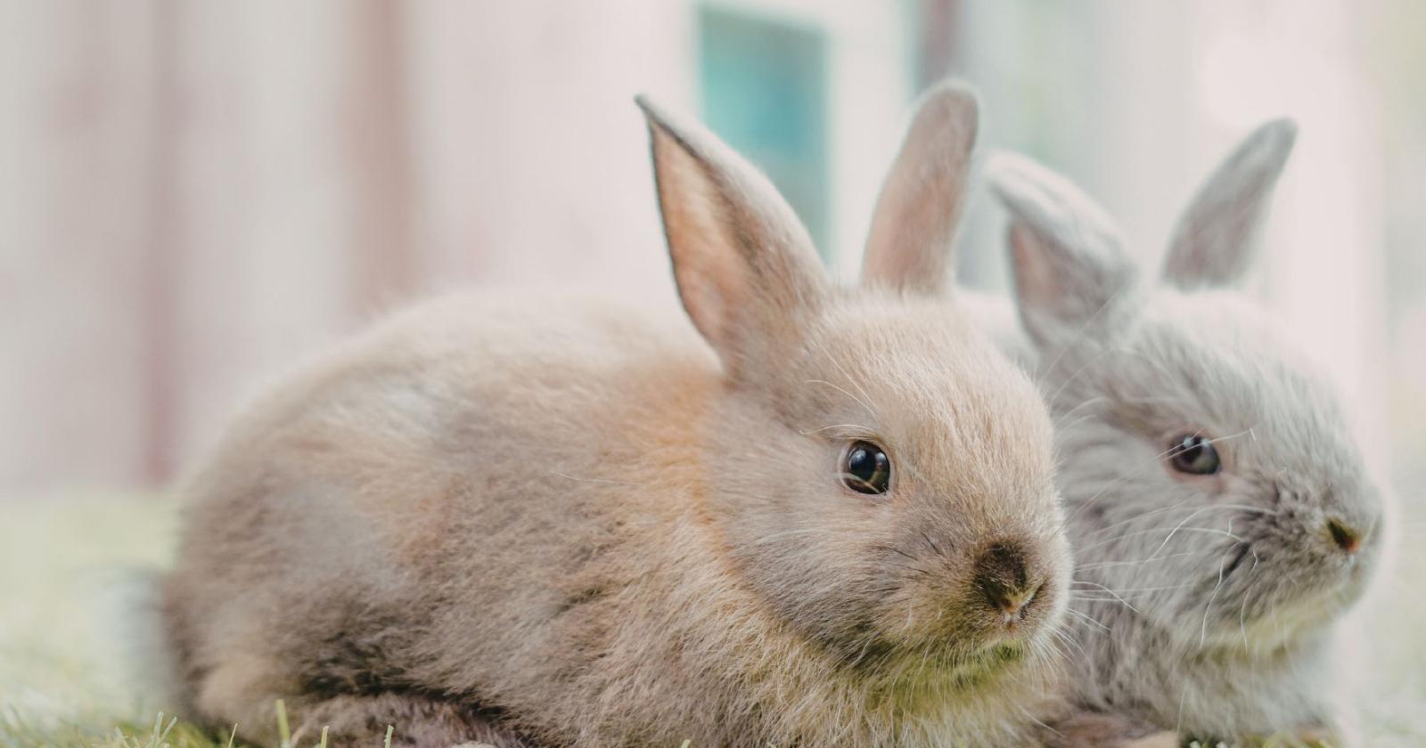 Tre padiglioni, 178 corsi:  arriva la fiera del verde