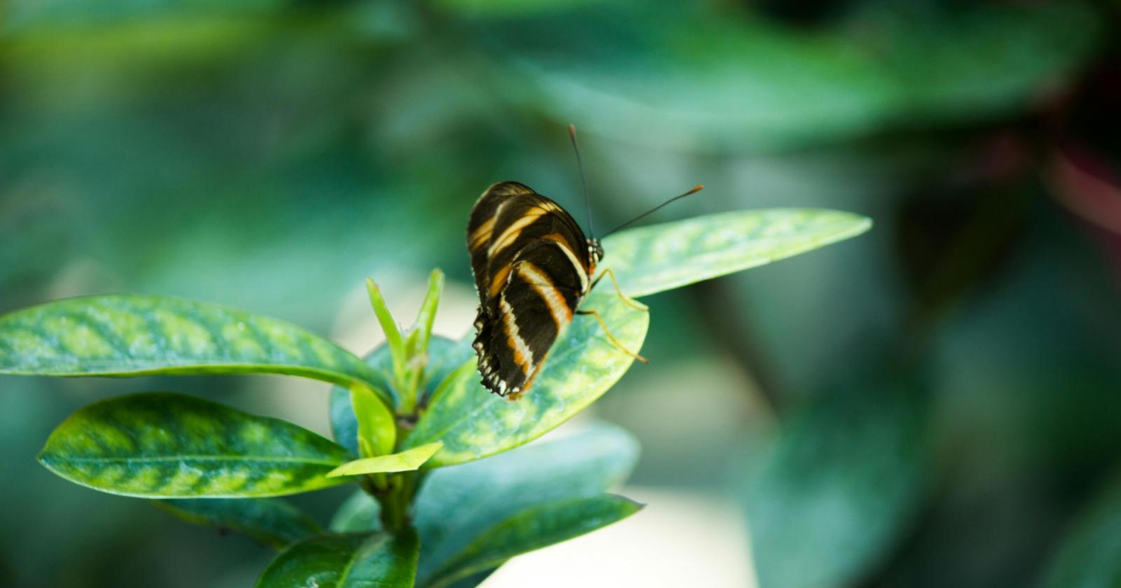 World Wildlife Day 2026, fauna sotto assedio dai crimini ambientali