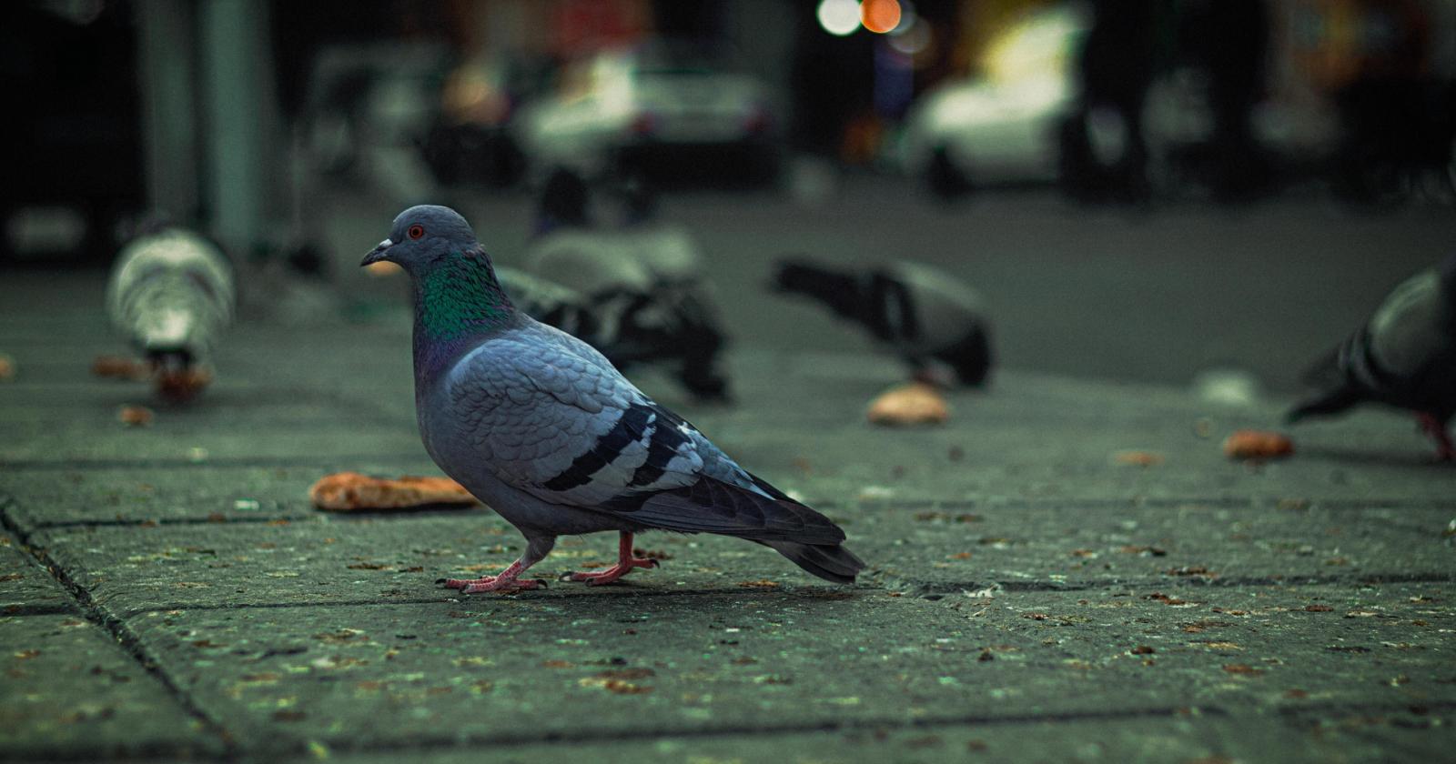Piccioni in citt&agrave;, rischi per la salute e come tenerli lontani