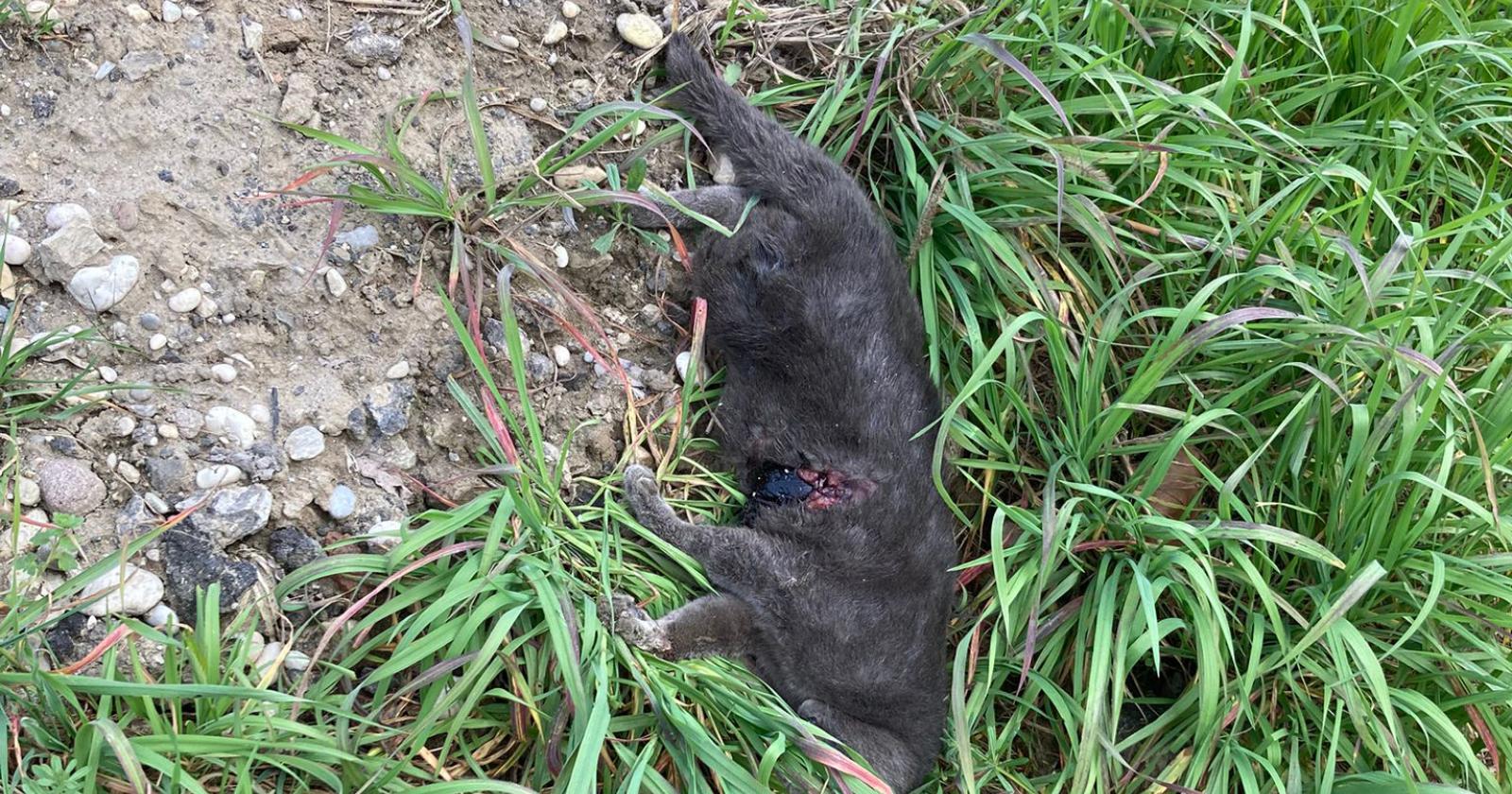 "Micio investito e gettato via: non fatelo"